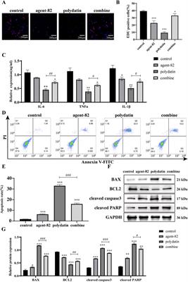 Targeting autophagy: polydatin’s role in inducing cell death in AML